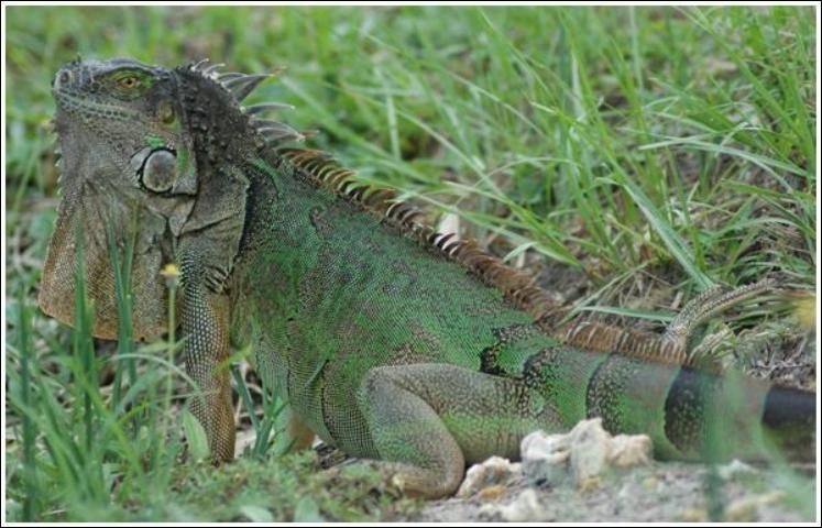 Figure 1. Green iguana, 4 to 6 feet. Vibrant shades of green become dull with age. Males have larger spikes along back.