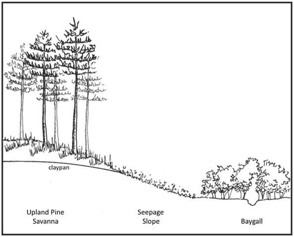 Figure 2. Diagram of the topographic relationship between upland savannas, seepage slopes, and shrubs along the stream bottom.