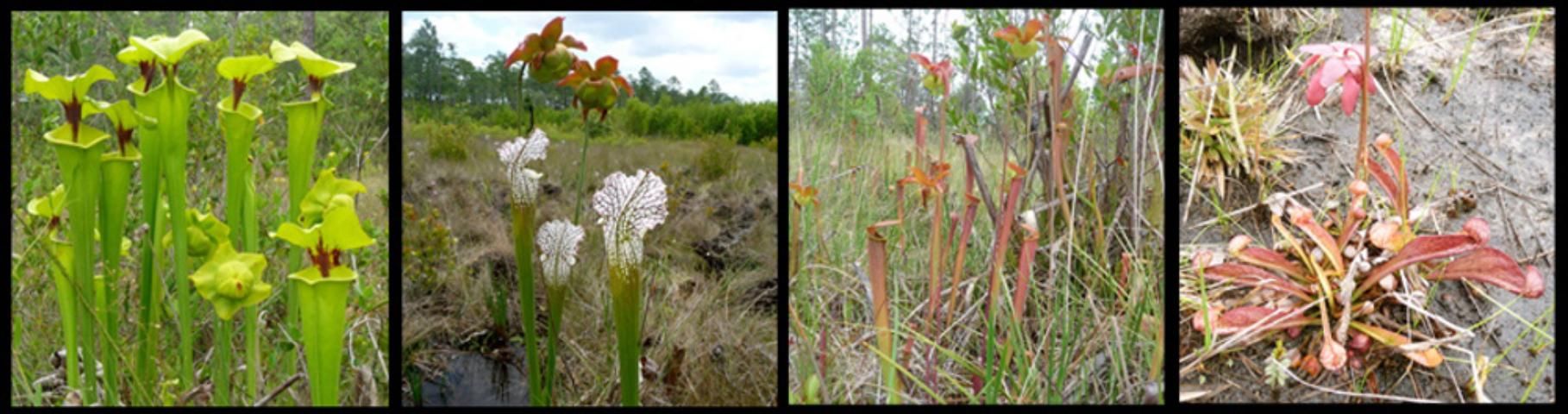 Figure 3. Pitcherplant species from left to right, yellow trumpet, white-top pitcherplant, sweet pitcherplant, and parrot pitcherplant.