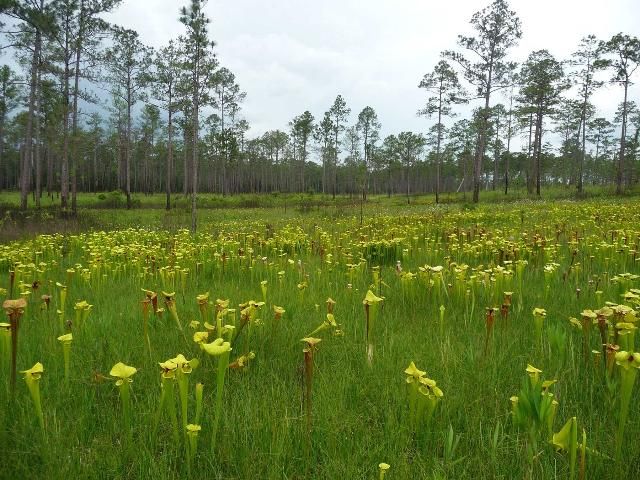 Figure 1. Flowering yellow trumpet pitcherplants in a seepage slope located in Blackwater River State Forest in the western Florida Panhandle.