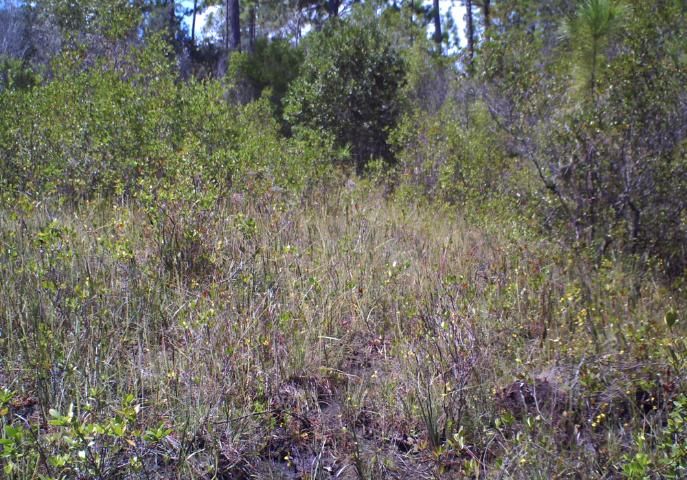 Figure 5. This seepage slope has become overgrown with woody species in the absence of frequent fire.