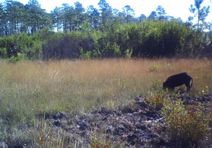 Figure 6. Feral hog rooting in a seepage slope on Eglin Air Force Base.