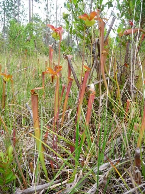 Figure 6. Flowering gulf coast redflower pitcherplant in a seepage slope located on Eglin Air Force Base in the western Florida Panhandle.