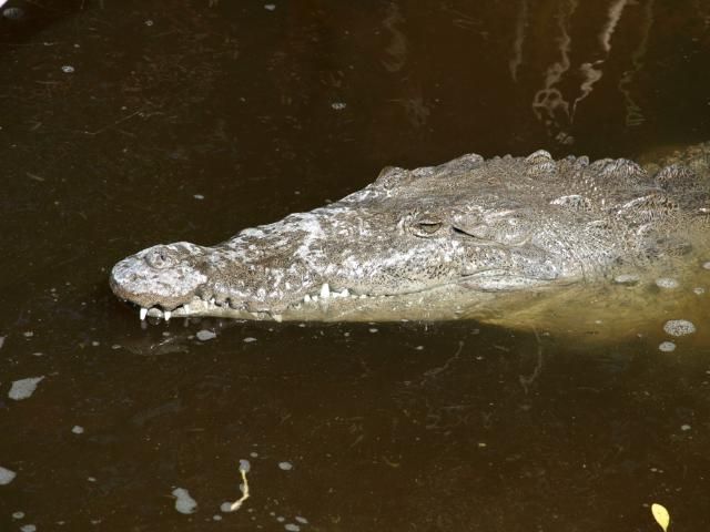 Figure 5. American crocodile head.