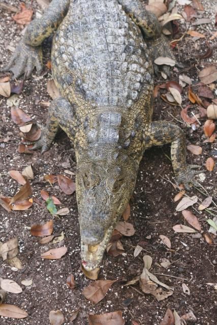 Figure 9. Nile crocodile (Crocodylus niloticus).