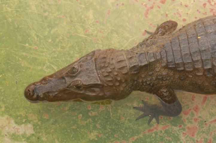 Figure 3. Spectacled caiman head.