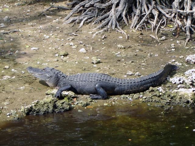 Figure 2. Alligator.
