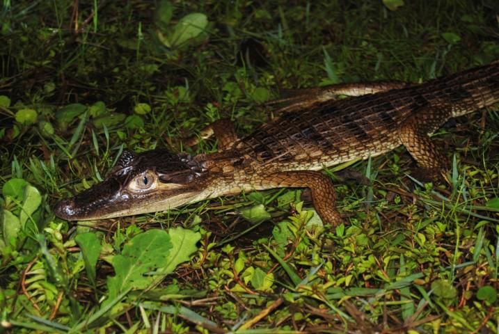 Figure 4. Spectacled caiman.