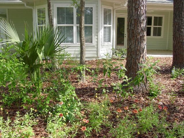 Figure 1. How do we inform residents about conserving natural resources in their own homes, yards, and neighborhoods? For example, in this front yard, which is landscaped with native plants, a homeowner may not understand why the yard was landscaped with native plants and could decide to remove them and install exotic turfgrass.