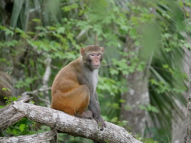 Figure 1. Adult male rhesus macaque in Silver Springs State Park.