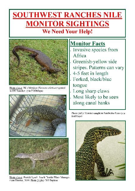 Figure 11. Outreach door-hanger that led to the removal of a Nile monitor in Southwest Ranches, Florida.