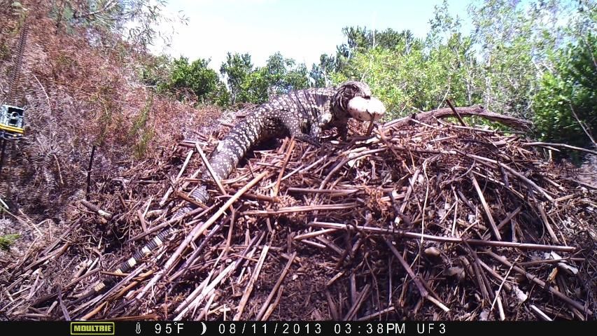 Figure 6. Argentine black and white tegu (Salvator merianae) removing an alligator egg from a nest.