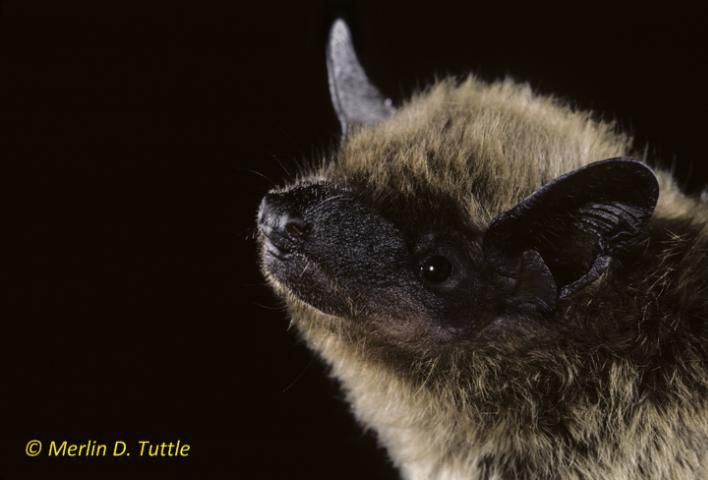 Figure 1. Evening bat (Nycticeius humeralis). Note the dark color of the muzzle and ears.