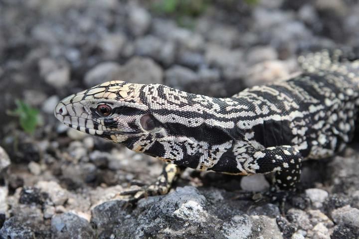 Figure 2. Adult Argentine black and white tegu (Salvator merianae) from south Florida.