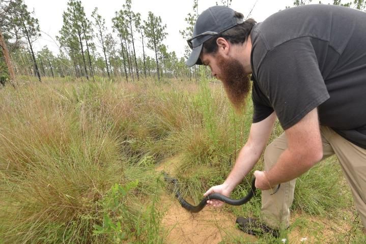 Figure 4. An eastern indigo snake being released in July 2018 as part of a reintroduction effort at The Nature Conservancy's Apalachicola Bluffs and Ravines Preserve.