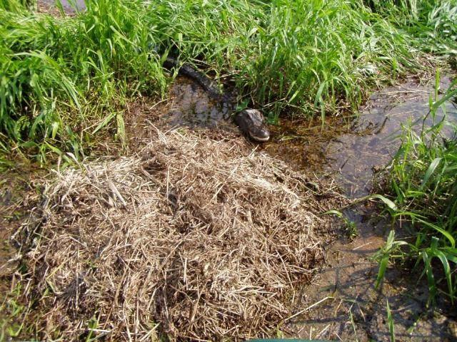 Un nido de caimán americano (grama seca). ¿Ves a la madre caimán protegiendo su nido? (En la foto ella está hacia el lado superior del nido).