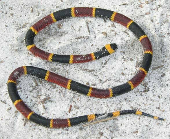 Serpiente de coral (adulta): observe la nariz negra y las bandas rojas y amarillas una al lado de la otra.