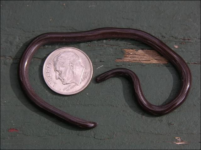 Serpiente ciega de Brahminy adulta mostrada junto a una moneda de diez centavos americanos para comparar el tamaño.