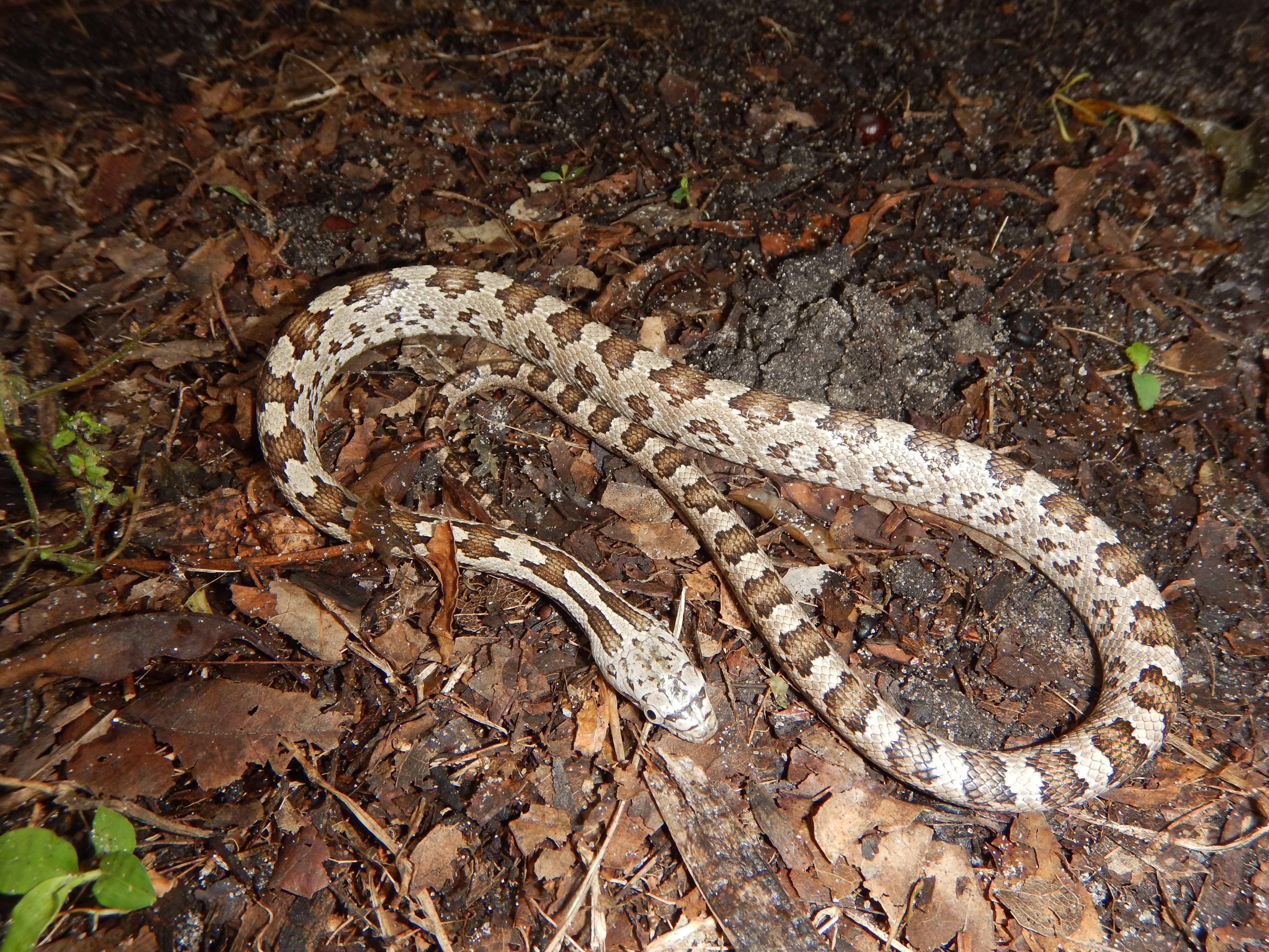 Ratonera oriental juvenil: las marcas son típicas de las serpientes ratoneras juveniles.