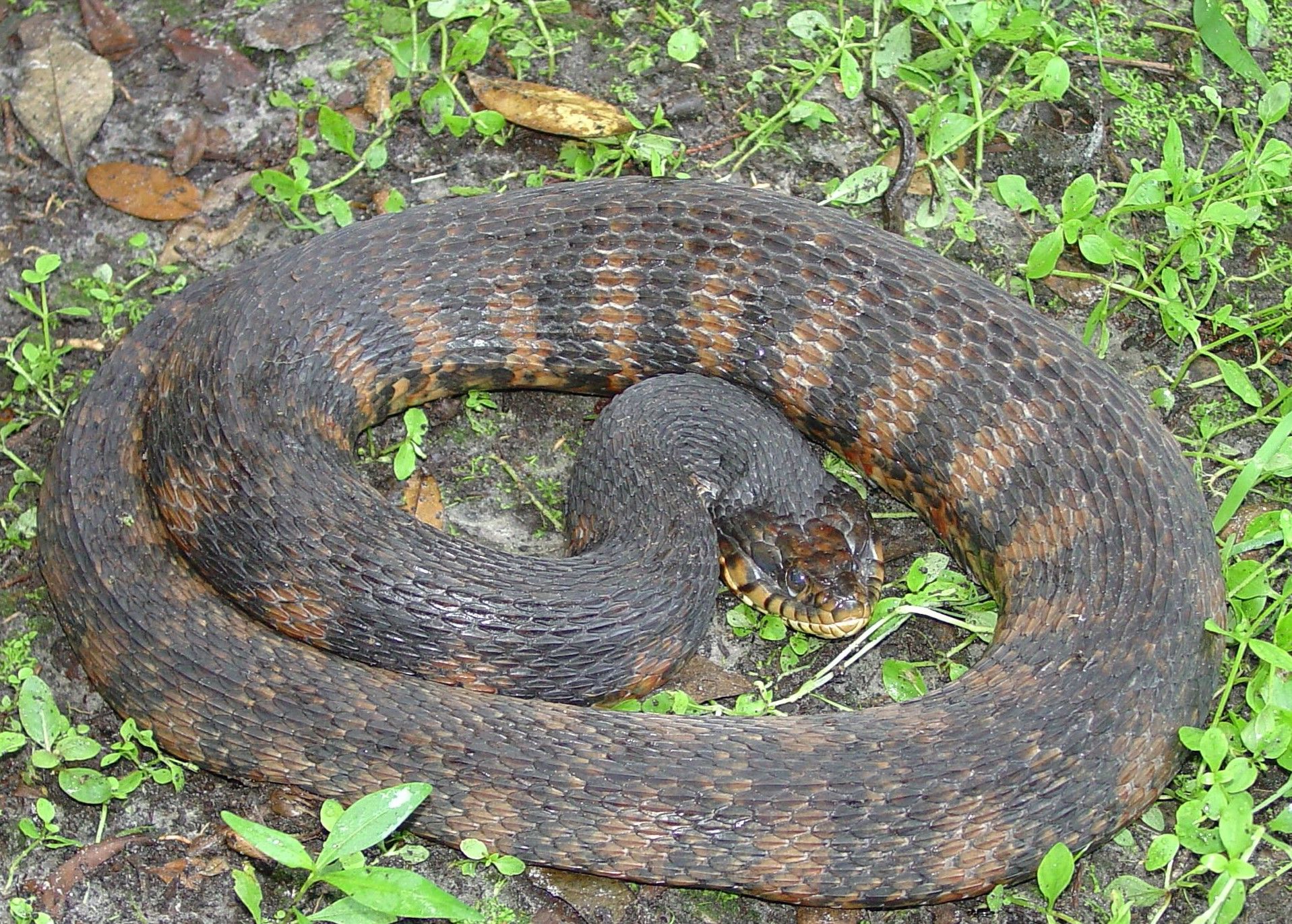 Culebra anillada de agua del sur (adulta) con el patrón anillado típico. Esta serpiente se siente amenazada y ha aplanado su cabeza e hinchado su cuerpo para aparentar mayor tamaño y parecer más intimidante.