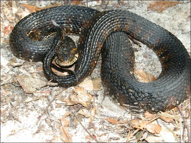 Culebra anillada de agua con bandas (NO boca de algodón), con una coloración oscura casi uniforme. Esta serpiente se siente amenazada y ha aplanado su cabeza e hinchado su cuerpo para aparentar mayor tamaño y parecer más intimidante.