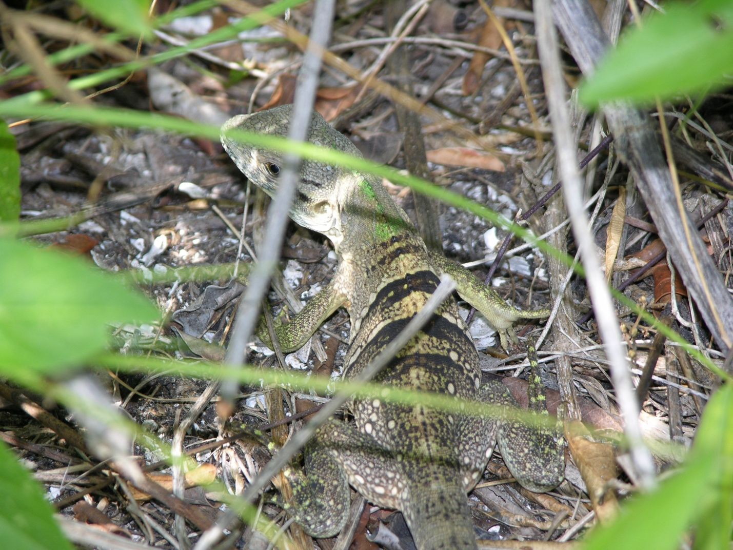 Juvenile black spiny-tailed iguana with tan to gray coloration, a hint of green on the neck and legs, dark brown reticulations, and dark crossbands across the back.