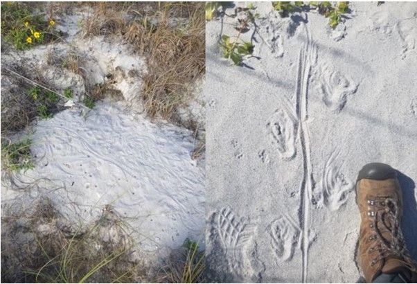 Black spiny-tailed iguana (Ctenosaura similis) tracks on a gopher tortoise burrow apron (left) and in sand dunes (right) on Gasparilla Island. 