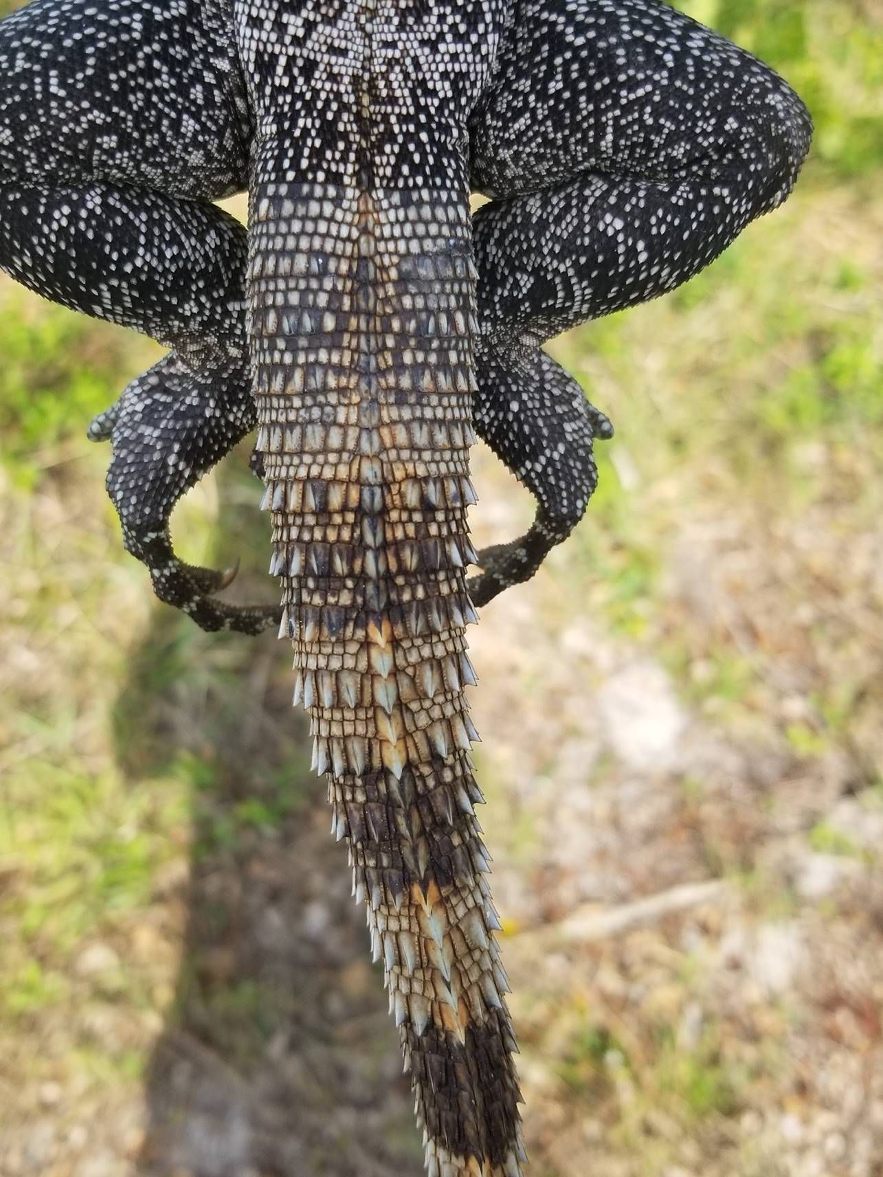 Tail of an adult black spiny-tailed iguana.