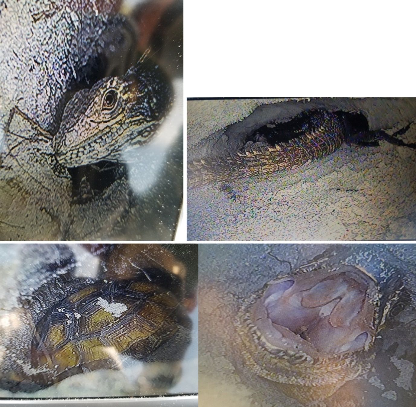 Black spiny-tailed iguanas and juvenile gopher tortoise inside tortoise burrows on Gasparilla Island. Images are photos of the burrow-scope camera viewing screen. From top to bottom, Iguana face; iguana tail, body partially buried; rear of juvenile tortoise shell; and iguana gaping mouth after being nudged with camera scope on Gasparilla Island. 