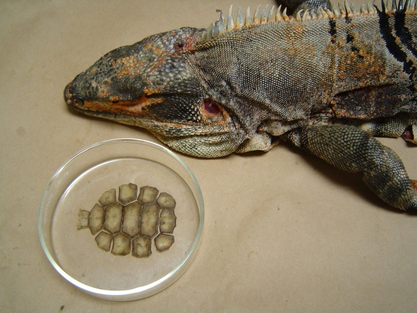 Stomach contents from a black spiny-tailed iguana captured on Gasparilla Island contained the undigested scutes (shell scales) of a juvenile gopher tortoise. 