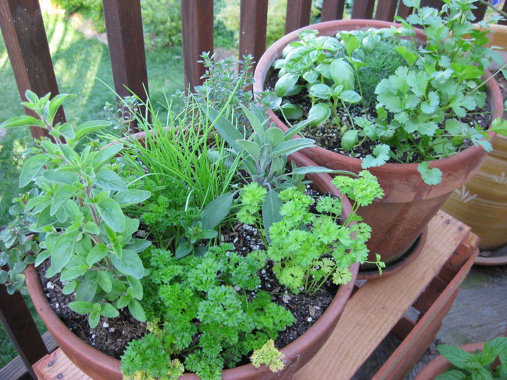 Potted herbs growing on a balcony. 