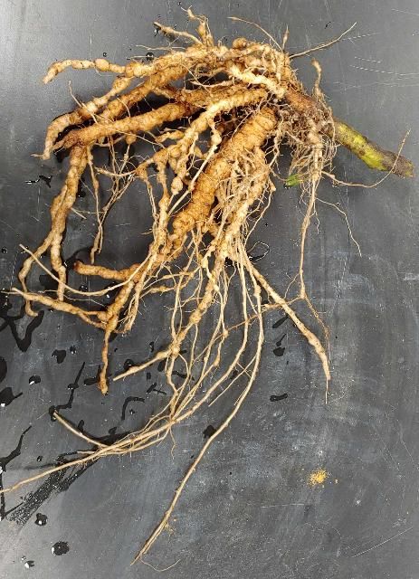 Figure 2. Tomato root system severely damaged on root-knot nematodes. Knotty formations on roots are galls induced by root-knot nematodes.