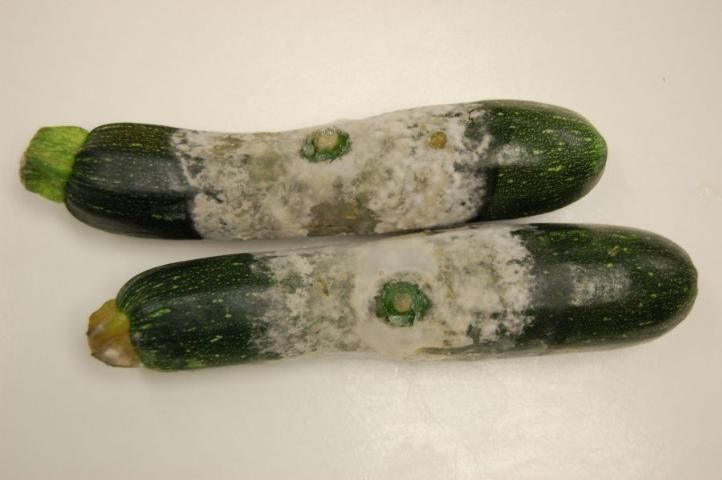 Figure 8. Fruit rot of zucchini caused by Phytophthora capsici.
