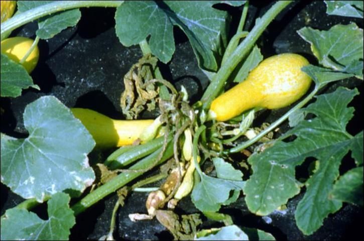 Figure 6. Foliar blight and fruit rot of yellow summer squash caused by Phytophthora capsici.