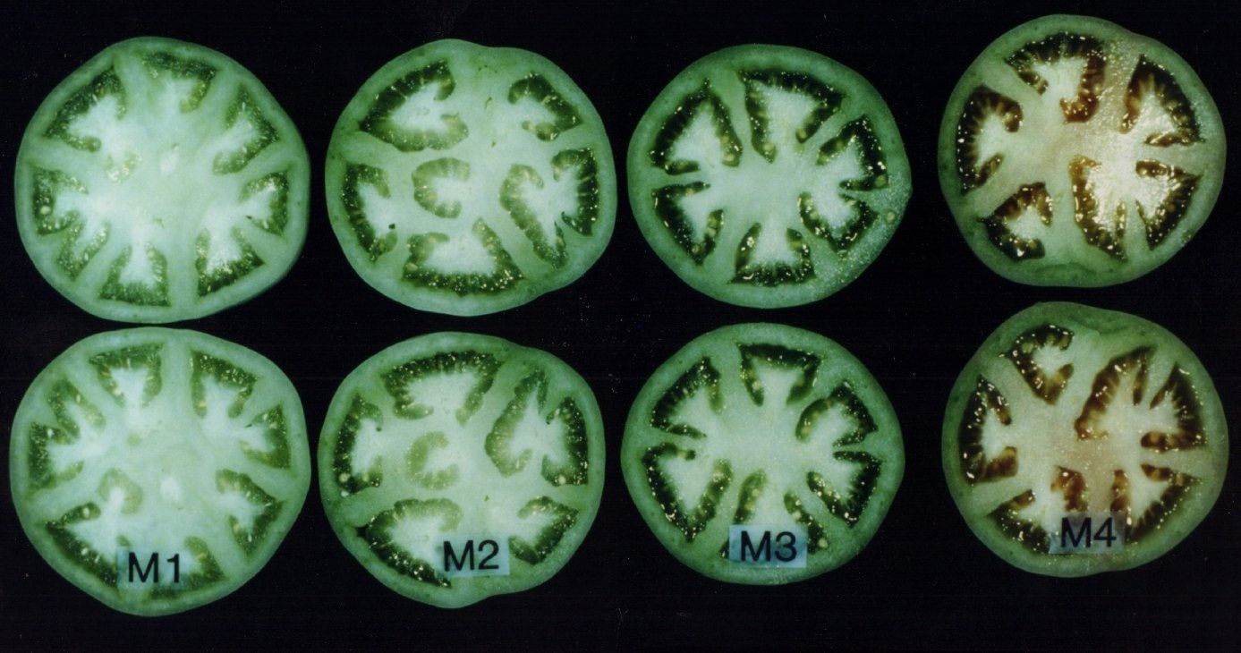 Internal appearance of tomatoes according to maturity stages M1 to M4. As tomatoes mature during stages M1 and M2, seed coats develop (harden) and locule gel forms. At M3 stage fruit are fully mature, but the gel is still completely green. At M4 stage, internal red color appears, just prior to external appearance indicating breaker stage. (See Tables 1 and 2 for descriptions.)