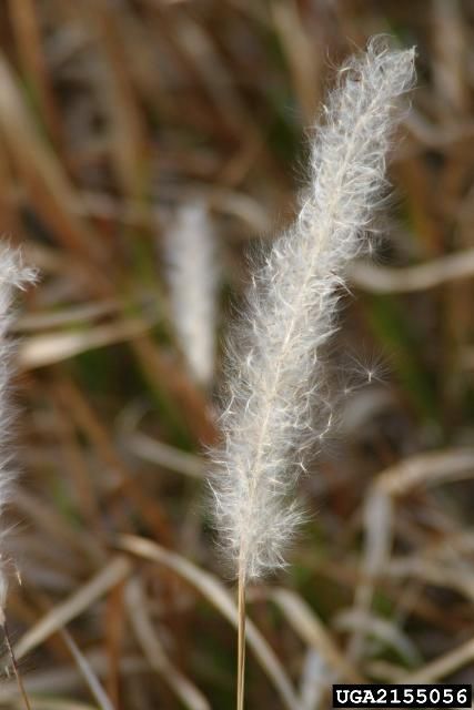 Figure 3. Cogongrass seed heads are fluffy and white. Each plant produces nearly 3,000 seeds.