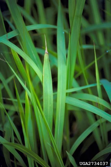 Figure 1. Cogongrass plants are yellow to green in color. Note that the edges of the leaf tend to have more yellow than green.